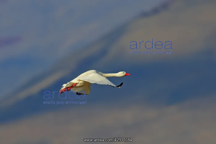 : Coscoroba Swan : Coscoroba Swan