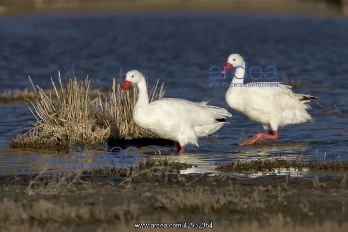 : Coscoroba Swan : Coscoroba Swan