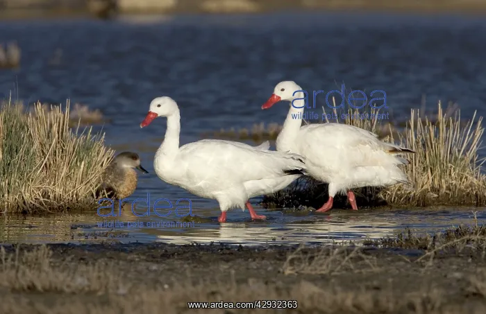 : Coscoroba swan : Coscoroba swan
