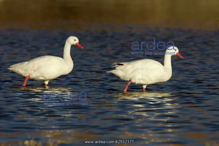  : Coscoroba Swan