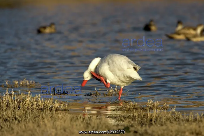 : Coscoroba swan : Coscoroba swan