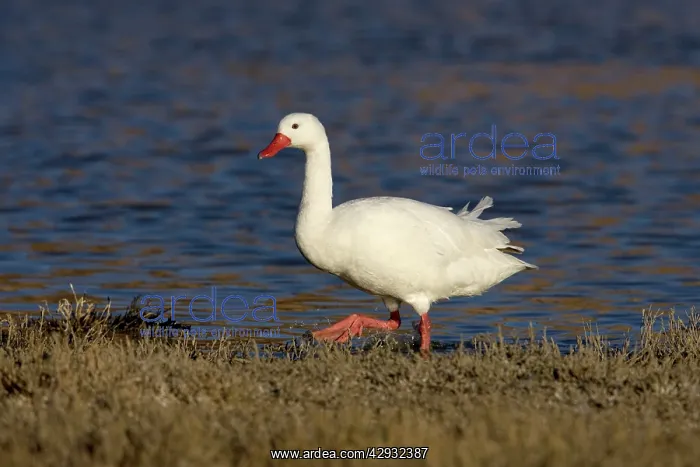 : Coscoroba Swan : Coscoroba Swan