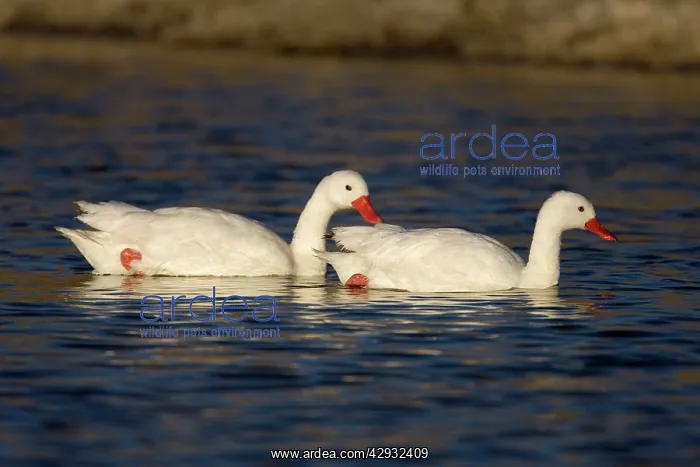 : Coscoroba swan : Coscoroba swan