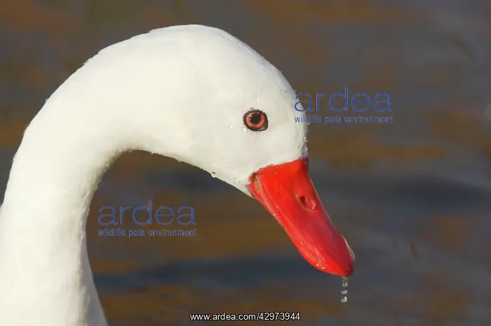 : Coscoroba Swan : Coscoroba Swan