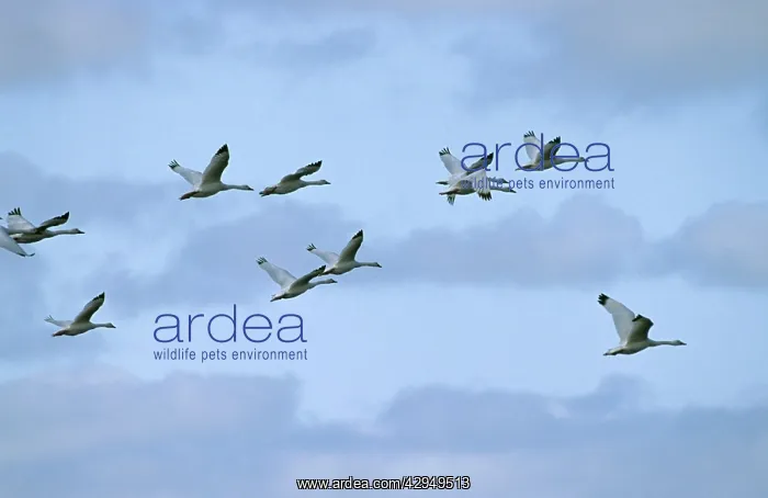 : Coscoroba Swan - in flight - post breeding concentration : Coscoroba Swan - in flight - post breeding concentration