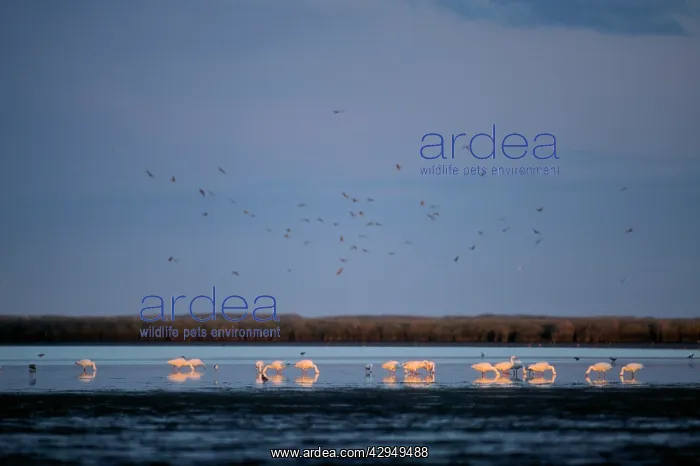 : Coscoroba Swan - post breeding concentration : Coscoroba Swan - post breeding concentration