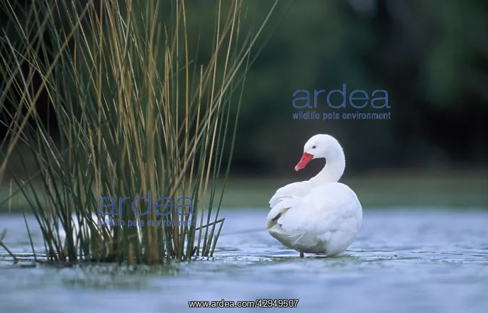 : Coscoroba Swan - standing in water at the breeding site : Coscoroba Swan - standing in water at the breeding site