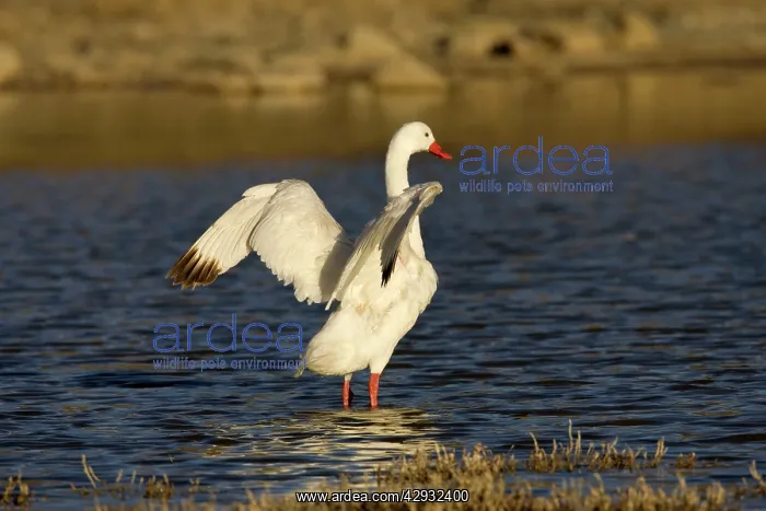 : Coscoroba Swan - wings outstretched : Coscoroba Swan - wings outstretched