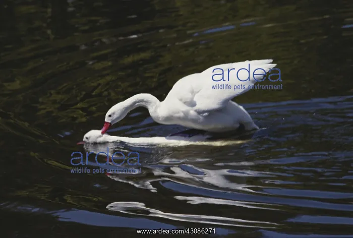 : Coscoroba Swans : Coscoroba Swans