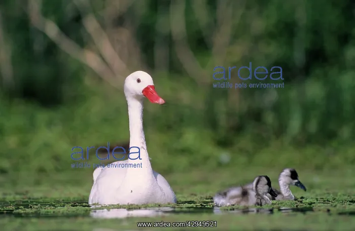 : Coscoroba Swans - adult with young in water at : Coscoroba Swans - adult with young in water at