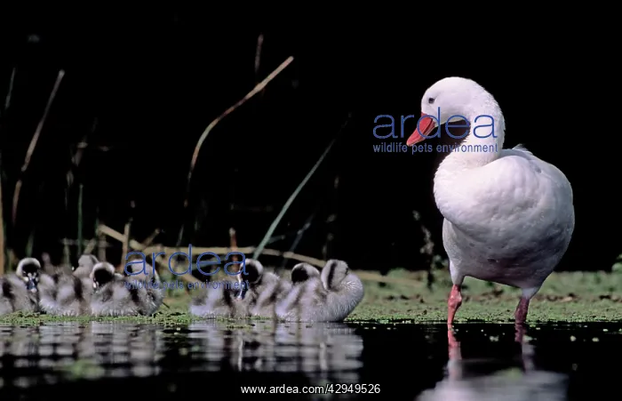 : Coscoroba Swans - adult with young in water at : Coscoroba Swans - adult with young in water at