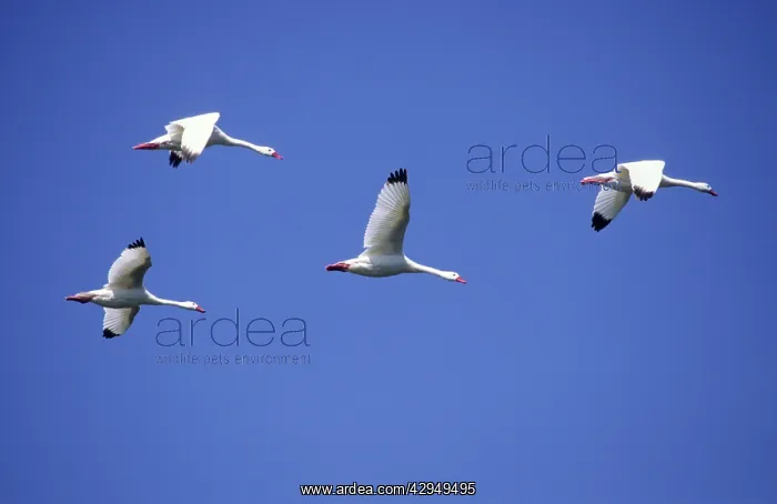 : Coscoroba Swans - in flight : Coscoroba Swans - in flight
