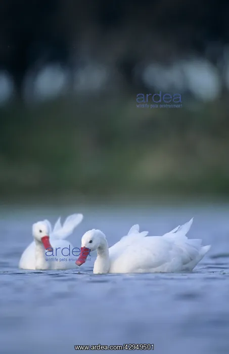 : Coscoroba Swans - in water at the breeding site : Coscoroba Swans - in water at the breeding site