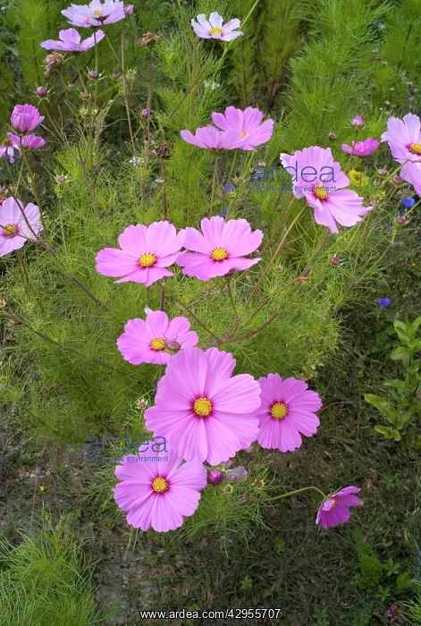 : Cosmos (Cosmos bipinnatus). August, UK. Acres of cosmos can be seen on : Cosmos (Cosmos bipinnatus). August, UK. Acres of cosmos can be seen on