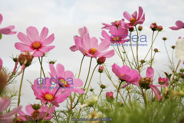 : Cosmos, Cosmos bipinnatus : Cosmos, Cosmos bipinnatus