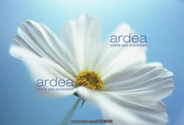 : Cosmos, Cosmos bipinnatus Sonata white : Cosmos, Cosmos bipinnatus Sonata white