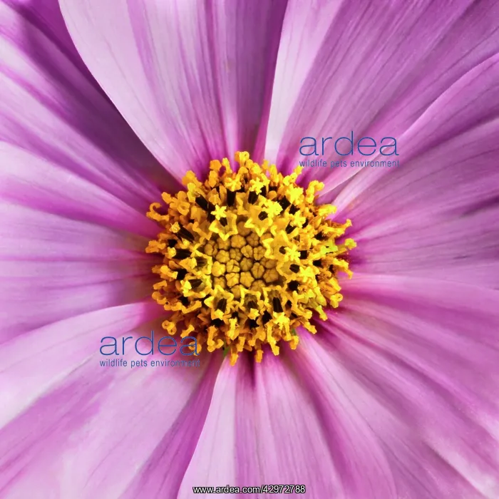 : Cosmos, Cosmos bipinnatus : Cosmos, Cosmos bipinnatus