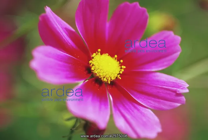 : Cosmos, Cosmos Versailles tetra : Cosmos, Cosmos Versailles tetra