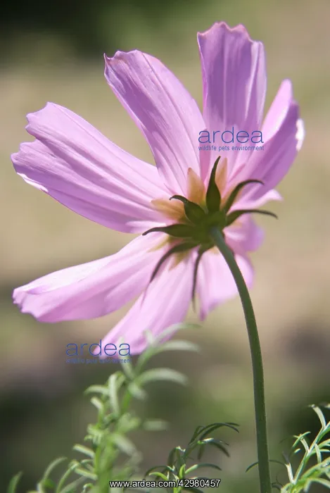 : Cosmos, Cosmos bipinnatus : Cosmos, Cosmos bipinnatus