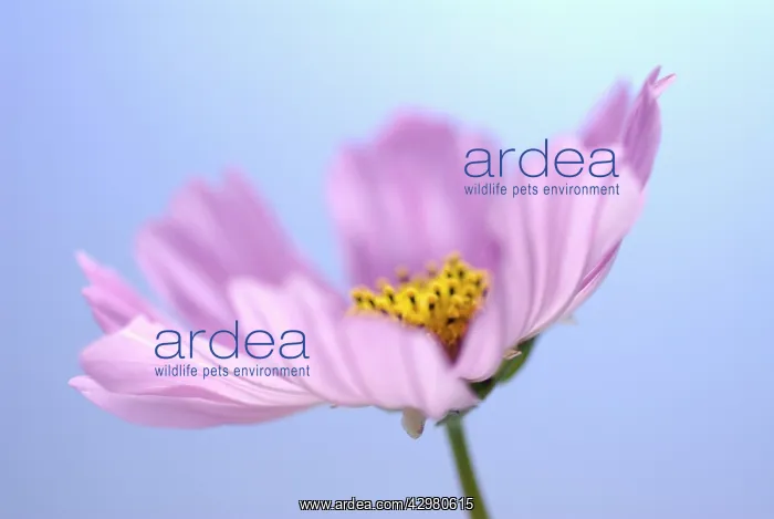 : Cosmos, Cosmos bipinnatus : Cosmos, Cosmos bipinnatus