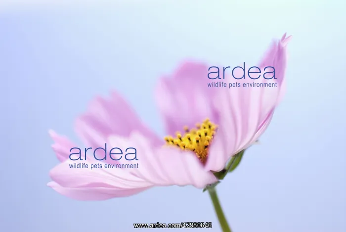 : Cosmos, Cosmos bipinnatus : Cosmos, Cosmos bipinnatus