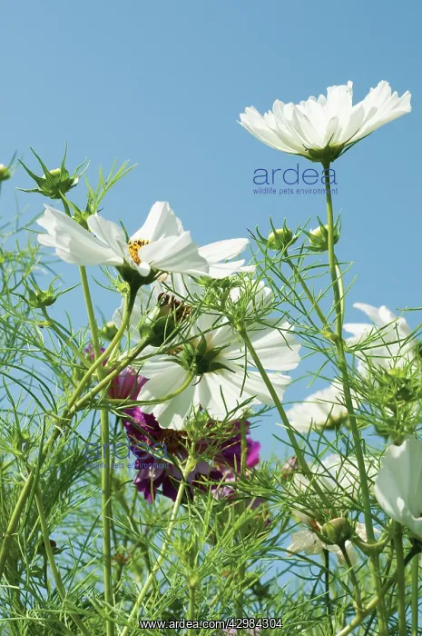 : Cosmos, Cosmos bipinnatus : Cosmos, Cosmos bipinnatus