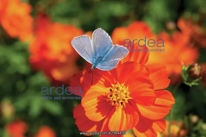 : Cosmos, Cosmos sulphureus : Cosmos, Cosmos sulphureus