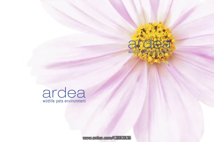 : Cosmos, Cosmos bipinnatus : Cosmos, Cosmos bipinnatus