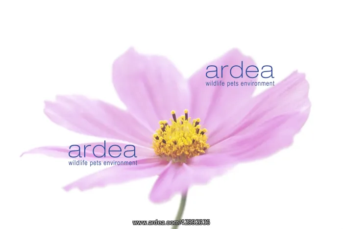: Cosmos, Cosmos bipinnatus : Cosmos, Cosmos bipinnatus