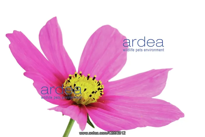 : Cosmos, Cosmos bipinnatus : Cosmos, Cosmos bipinnatus