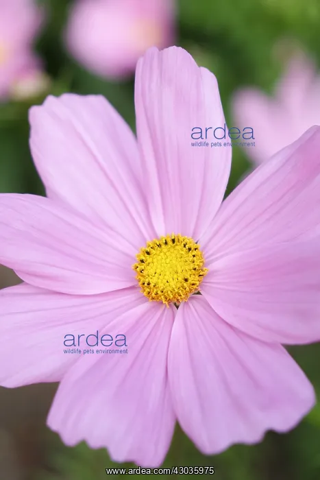 : Cosmos : Cosmos