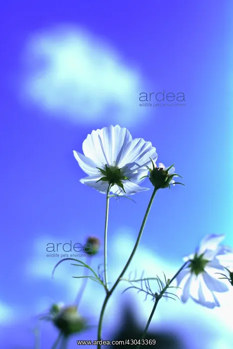 : Cosmos, Cosmos bipinnatus : Cosmos, Cosmos bipinnatus