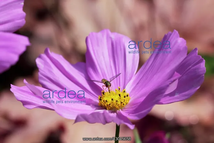 : Cosmos, Cosmos bipinnatus : Cosmos, Cosmos bipinnatus