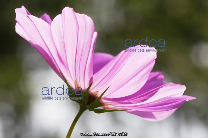 : Cosmos, Cosmos bipinnatus : Cosmos, Cosmos bipinnatus