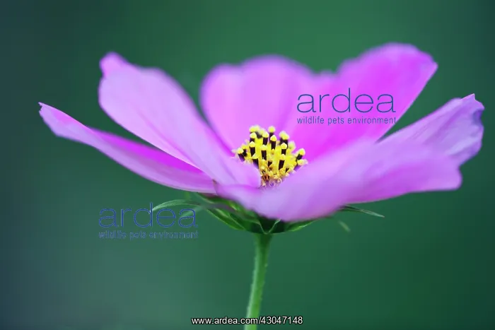 : Cosmos. Single. open flower of Cosmos bipinnatus : Cosmos. Single. open flower of Cosmos bipinnatus