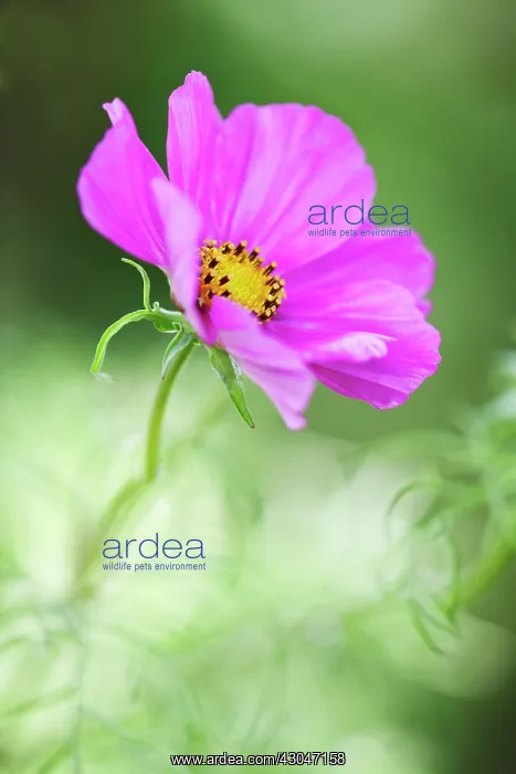 : Cosmos. Single, open flower of Cosmos bipinnatus above feathery leaves. Selective focus : Cosmos. Single, open flower of Cosmos bipinnatus above feathery leaves. Selective focus