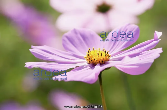 : Cosmos. Single, saucer-shaped flower of Cosmos bipinnatus with pale pink : Cosmos. Single, saucer-shaped flower of Cosmos bipinnatus with pale pink