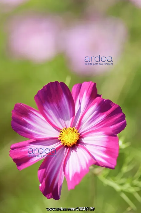 : Cosmos. Single, saucer-shaped flower of Cosmos bipinnatus Sensation Picotee : Cosmos. Single, saucer-shaped flower of Cosmos bipinnatus Sensation Picotee