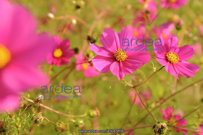 : Cosmos. Group of Cosmos bipinnatus with feathery foliage : Cosmos. Group of Cosmos bipinnatus with feathery foliage