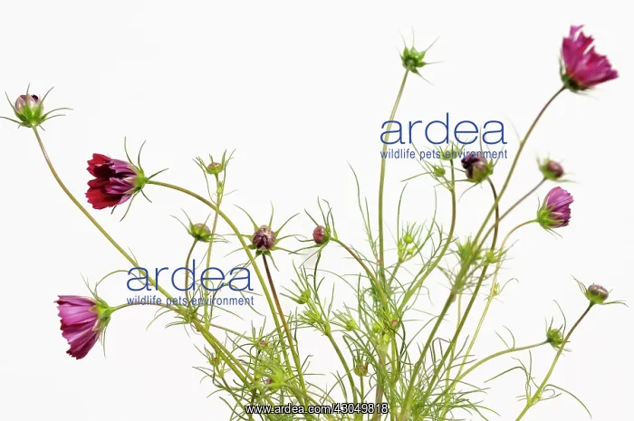: Cosmos. Studio shot of Cosmos bipinnatus with feathery foliage, slender, branching stems : Cosmos. Studio shot of Cosmos bipinnatus with feathery foliage, slender, branching stems
