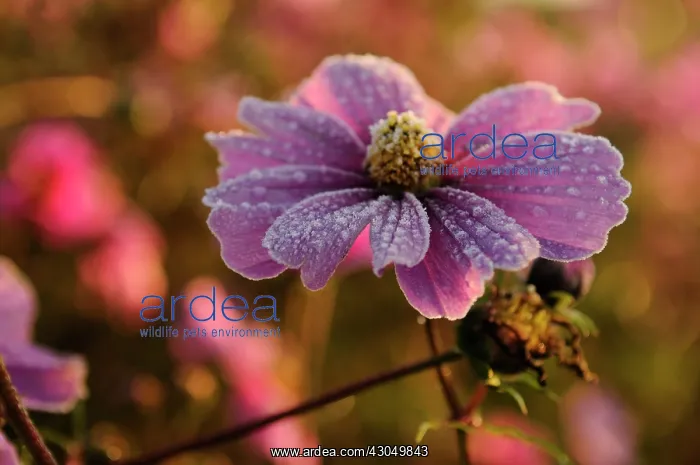 : Cosmos. Single flower of Cosmos bipinnatus with pink petals : Cosmos. Single flower of Cosmos bipinnatus with pink petals