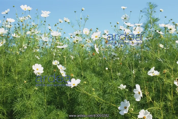 : Cosmos, Cosmos bipinnatus Sonata white : Cosmos, Cosmos bipinnatus Sonata white
