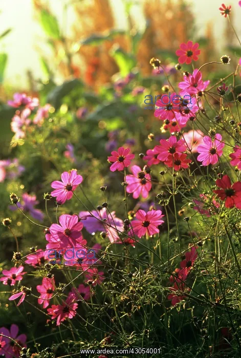  : Cosmos, Cosmos bipinnatus Dazzler