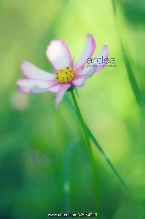 : Cosmos, Cosmos bipinnatus : Cosmos, Cosmos bipinnatus