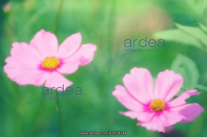 : Cosmos, Cosmos bipinnatus : Cosmos, Cosmos bipinnatus