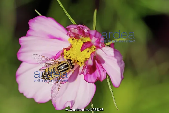 : Cosmos. Hoverfly on yellow centre of pink Cosmos bipinnatus : Cosmos. Hoverfly on yellow centre of pink Cosmos bipinnatus
