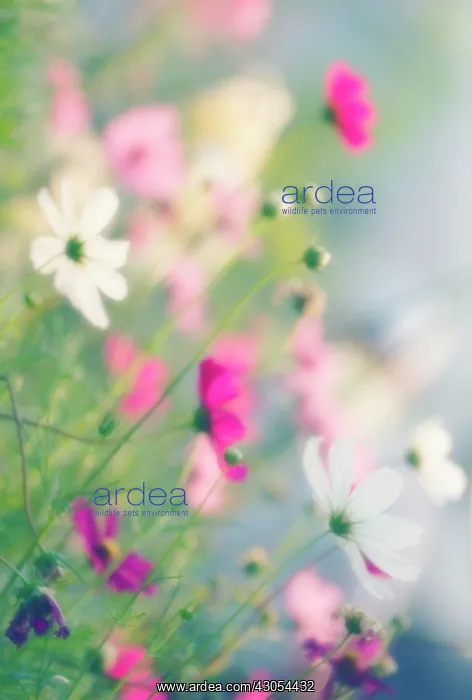 : Cosmos, Cosmos bipinnatus : Cosmos, Cosmos bipinnatus