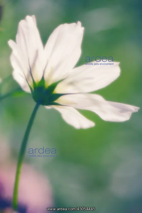 : Cosmos, Cosmos bipinnatus : Cosmos, Cosmos bipinnatus