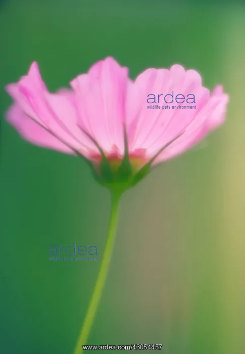 : Cosmos, Cosmos bipinnatus : Cosmos, Cosmos bipinnatus