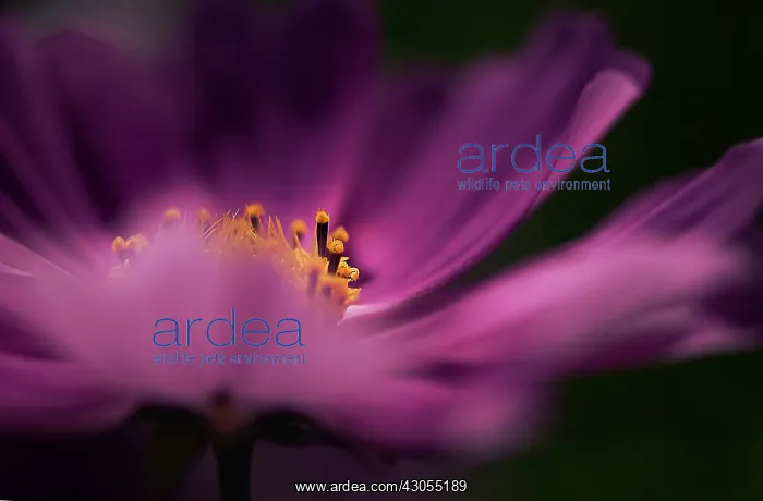 : Cosmos, Cosmos bipinnatus : Cosmos, Cosmos bipinnatus